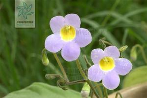 苦苣苔科 苦苣苔科