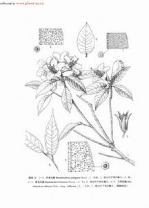 黃色著生杜鵑 黃色著生杜鵑