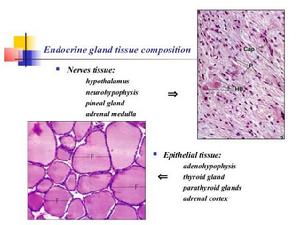 內分泌組織 內分泌組織