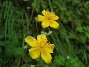 川陝金蓮花 川陝金蓮花