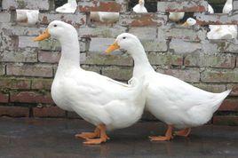 櫻桃谷肉鴨 櫻桃谷肉鴨