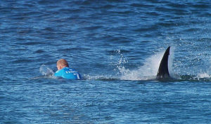 衝浪運動員比賽時遭鯊魚攻擊