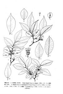 杭州榆（原變種）