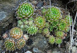 狼爪瓦松 狼爪瓦松