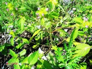 短花枝子花 短花枝子花