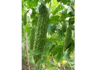 綠豐2號 綠豐2號