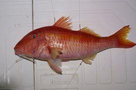 紅帶海緋鯉 紅帶海緋鯉