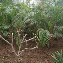 豫花11號 豫花11號