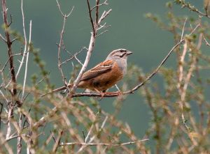 灰眉岩鵐甘青亞種