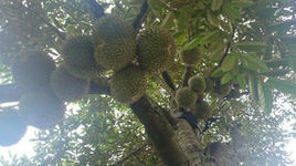 黑刺榴槤 黑刺榴槤