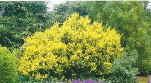 黃葉二翅銀鐘花