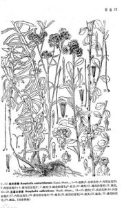 亞灌木香青 亞灌木香青