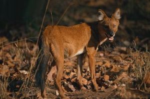 亞洲豺犬 亞洲豺犬