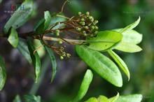 獨山石楠 獨山石楠