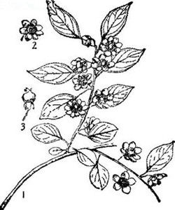 梅葉獼猴桃 梅葉獼猴桃