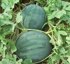 正大麒麟 正大麒麟