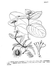 彎花亞組 彎花亞組