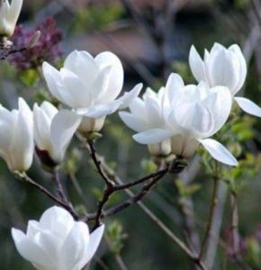 菠葉斑馬 菠葉斑馬