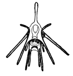 海膽綱的長腕幼蟲