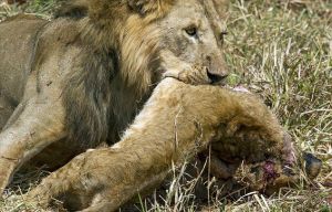 非洲雄獅殘忍捕食前獅王幼崽