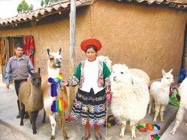 秘魯駝羊 秘魯駝羊
