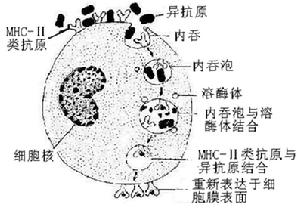 抗原提呈細胞處理抗原過程示意圖