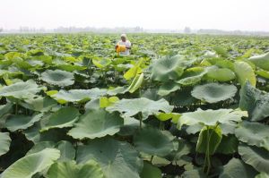 十五里園鎮 十五里園鎮