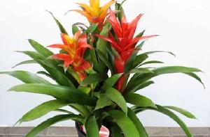 火輪鳳梨 火輪鳳梨