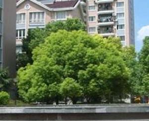 虹康花苑二期 虹康花苑二期