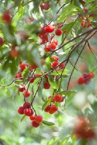 餘姚楊梅 餘姚楊梅