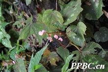 花葉秋海棠 Begonia cathayana