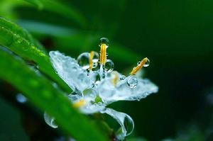 大酺[杜審言詩作]