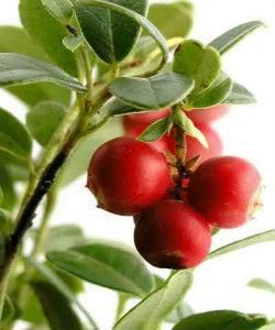 小紅莓[水果]