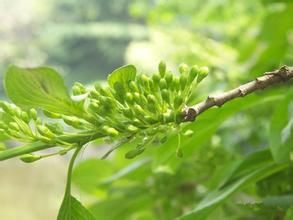 貴州鼠李 貴州鼠李