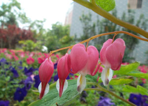 紫花荷包牡丹 紫花荷包牡丹