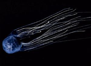 澳大利亞箱形水母