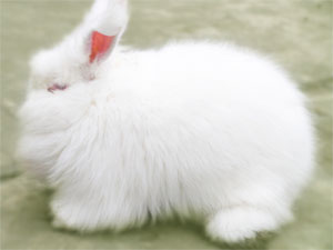 長毛兔