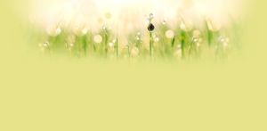 我是一棵小小草 我是一棵小小草