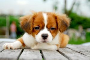 易主綜合徵 易主綜合徵