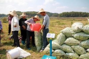 萬安農場 萬安農場