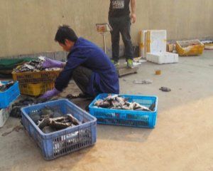 分揀病死甲魚