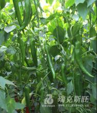 原平北崗設施農業示範園區