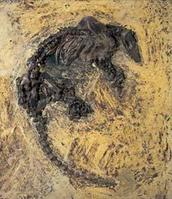 歐食蟻獸 歐食蟻獸