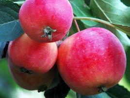 樂都沙果 樂都沙果