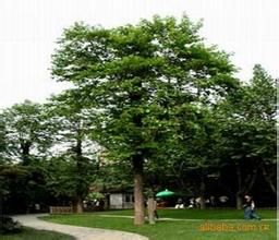 木果樹科 木果樹科