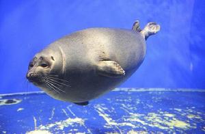 貝加爾海豹 貝加爾海豹
