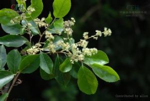 狹葉天料木 狹葉天料木