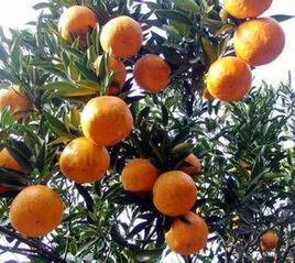 岩溪晚蘆 岩溪晚蘆