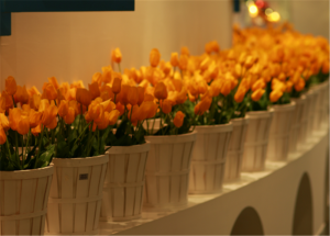 朱古力開心樂園