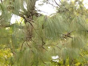 江村一衝色自然保護 江村一衝色自然保護